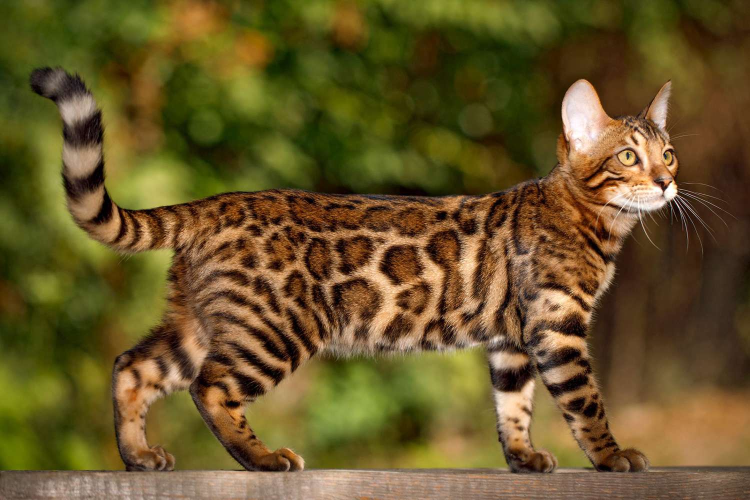 Bengal cat walks on wood