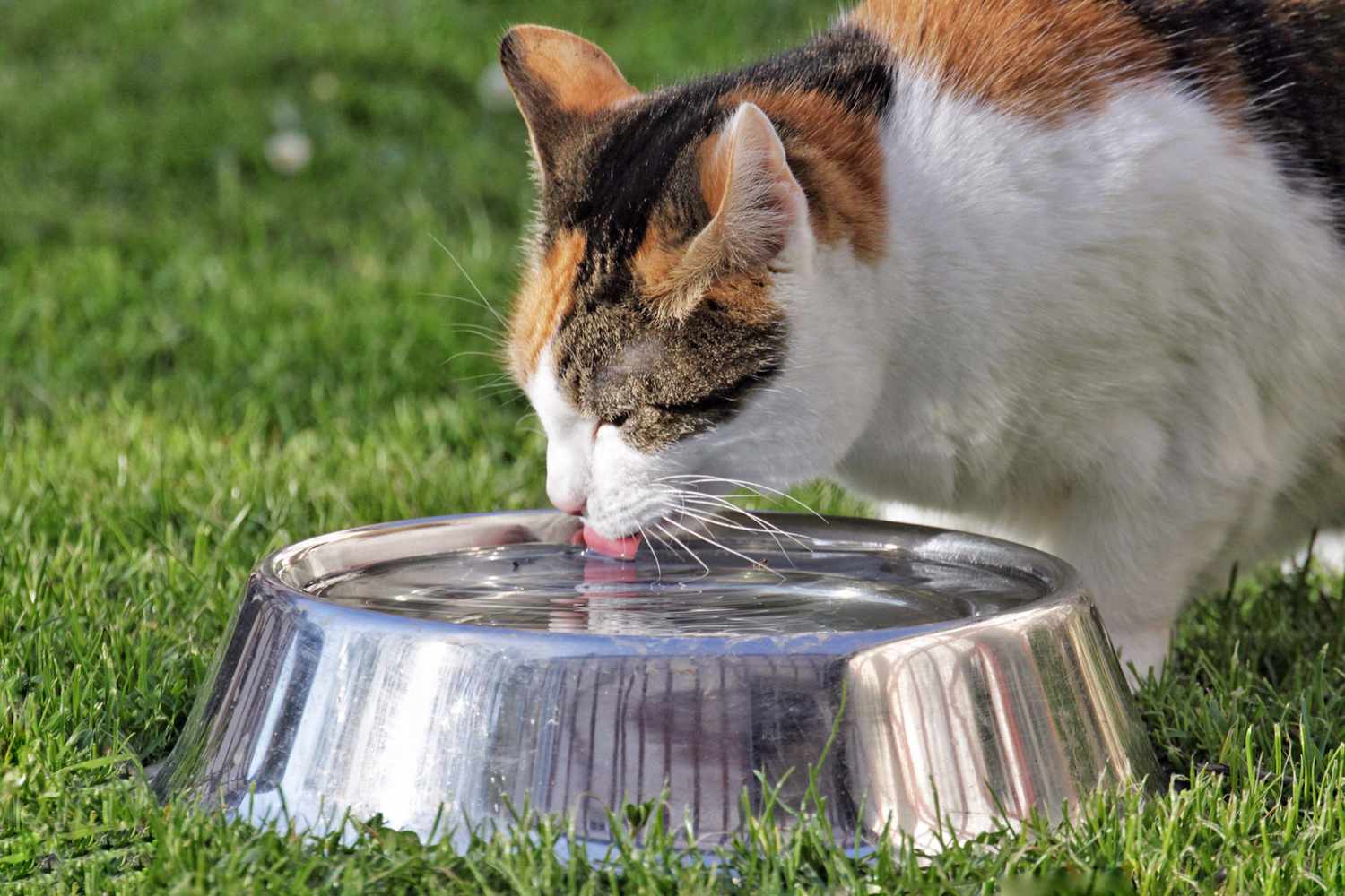 Cream calico cat drinks water out of metal bowl