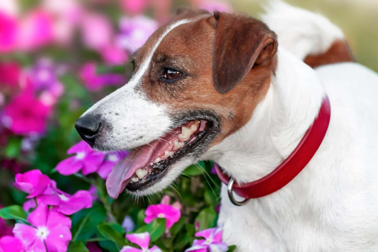 Jack Russell Terrier near flower garden