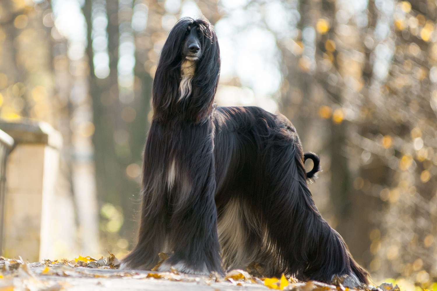 black afghan hound posing on autumn park