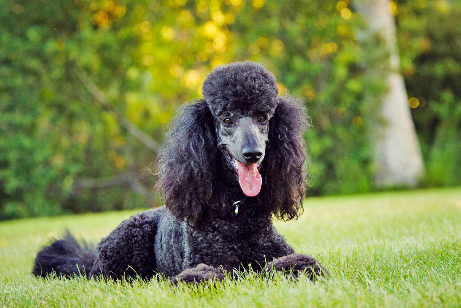 black standard poodle laying in grass