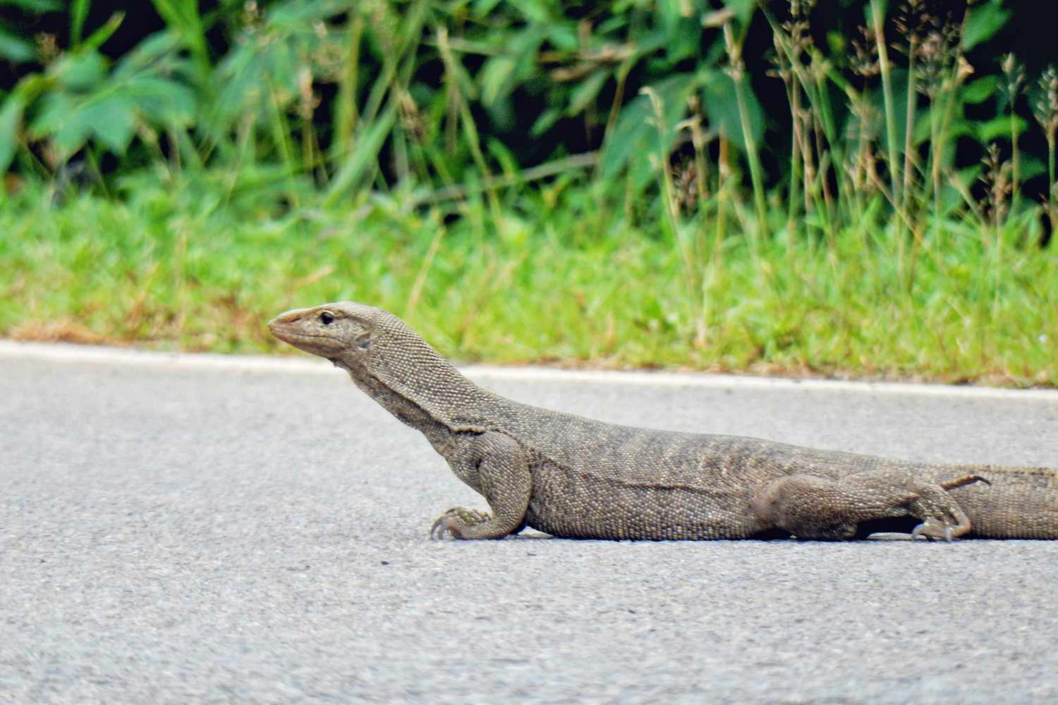 montior lizard on the road