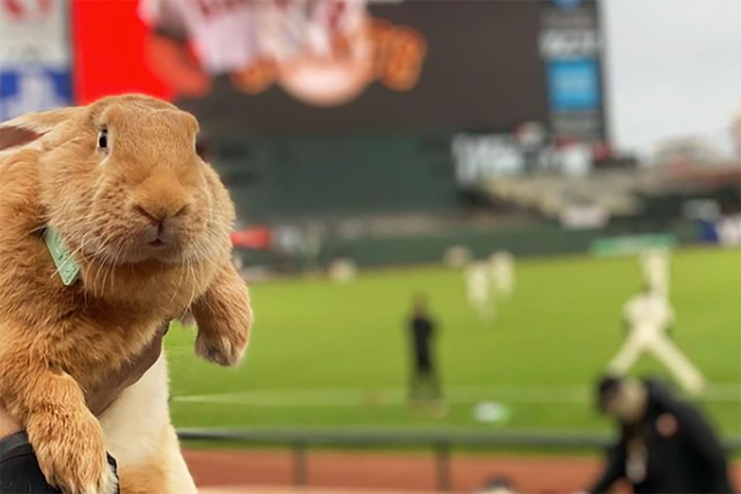Alex, the giant bunny at a Giants game