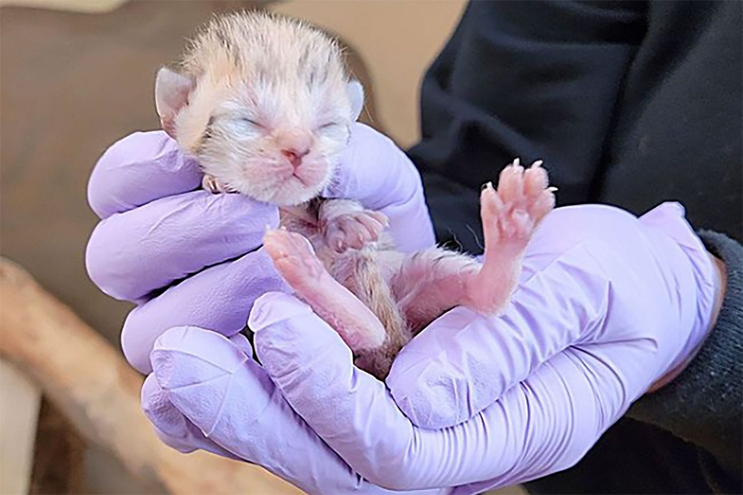 hands holding tiny baby sand cat