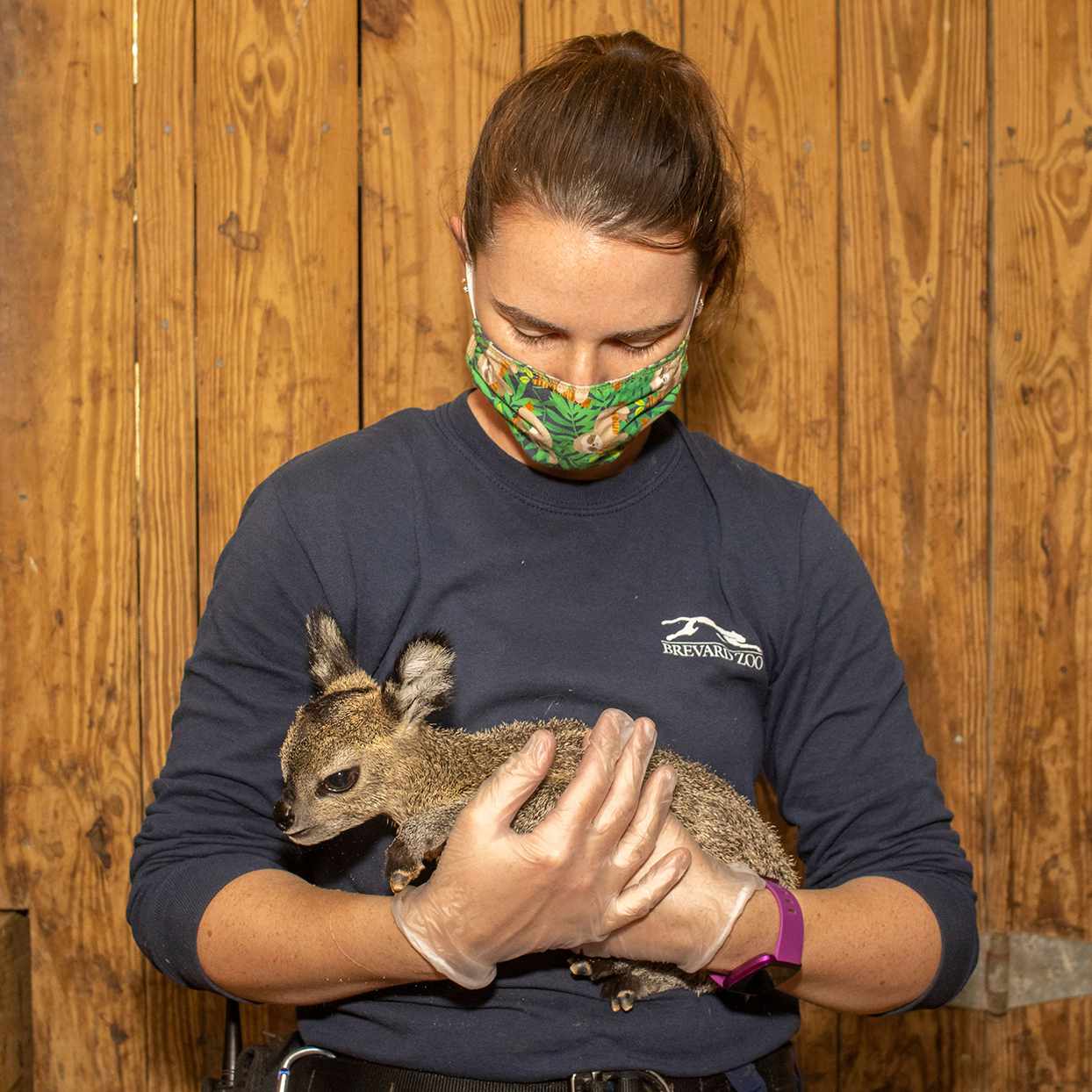 woman holding tiny antelope