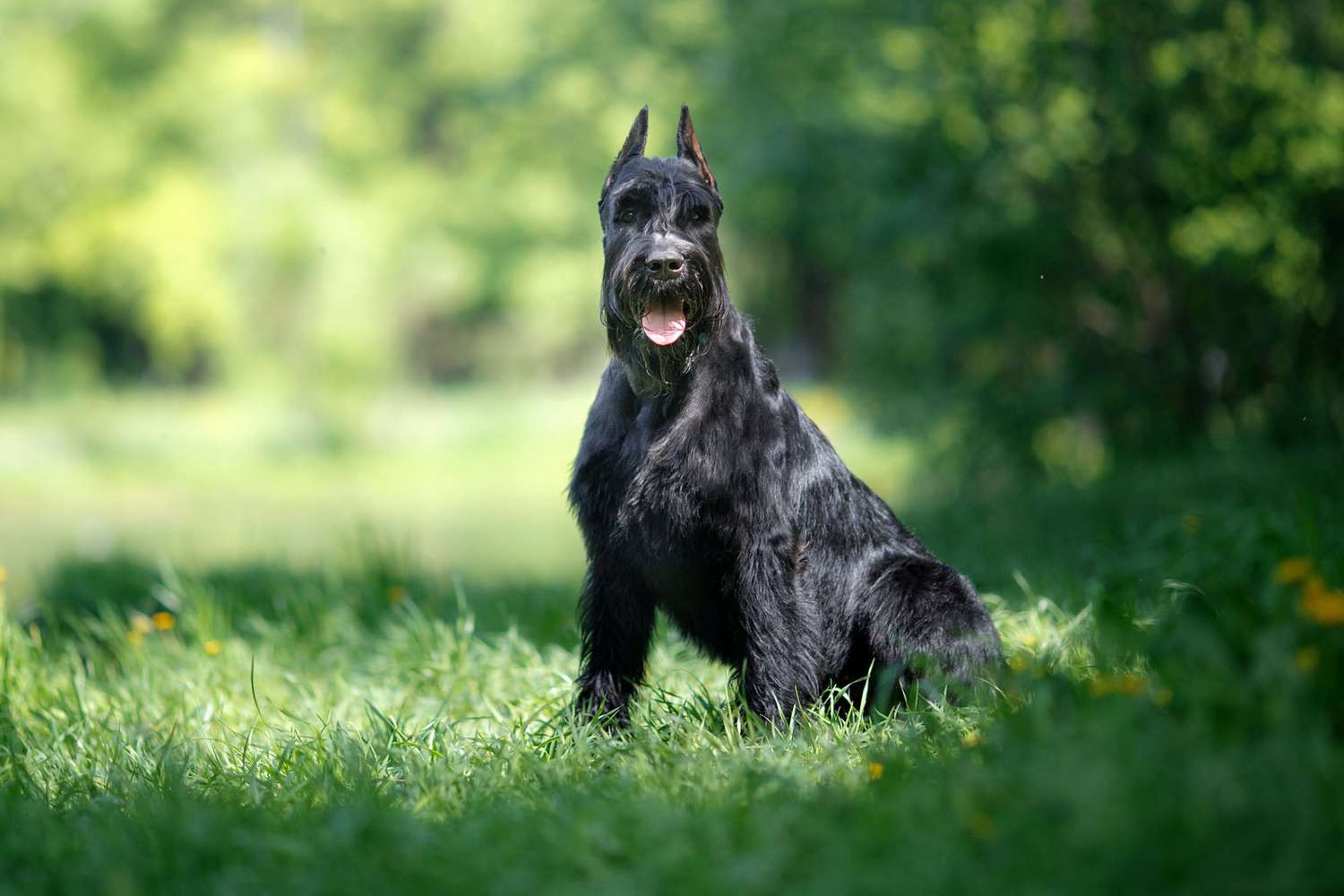 15 Stunning Black Dog Breeds That Deserve a Place in Your Heart | Daily Paws