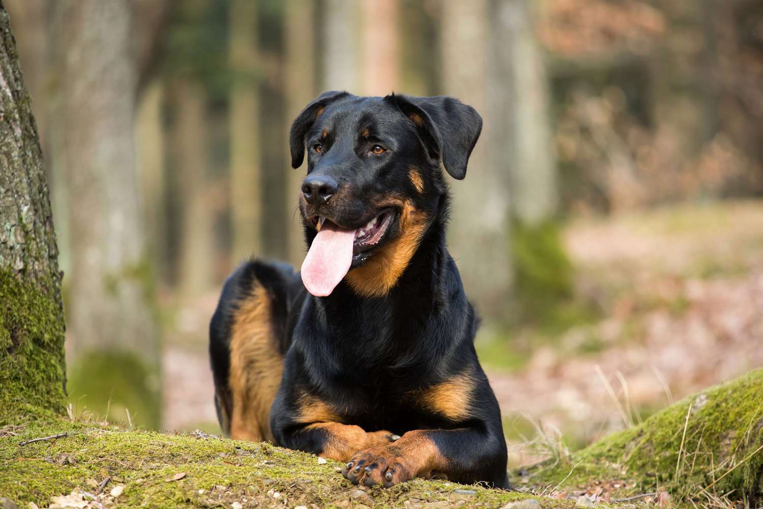 Beauceron guard dog lying in a wooded area