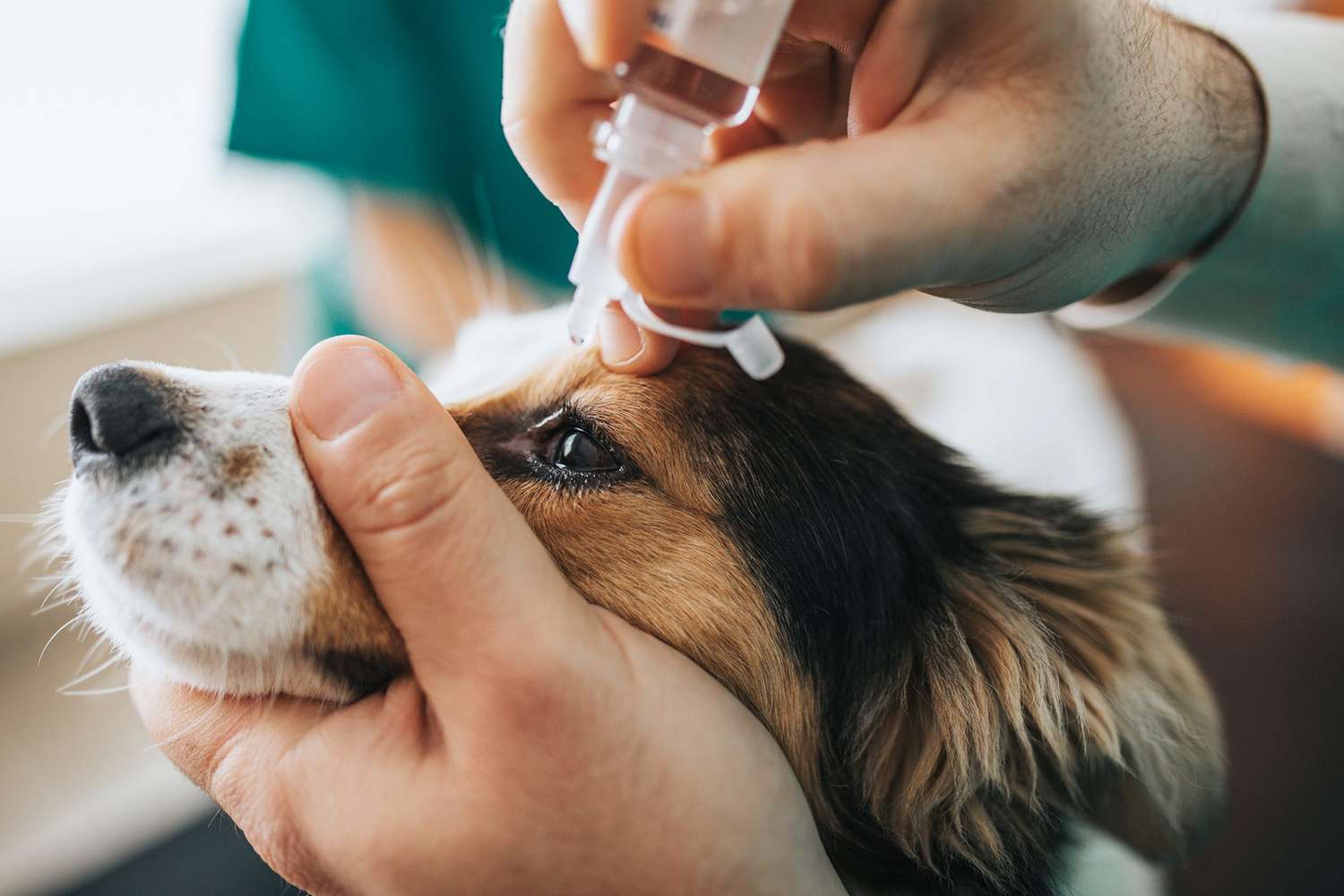 human holding dog's face while putting eyedrops in the dog's eye