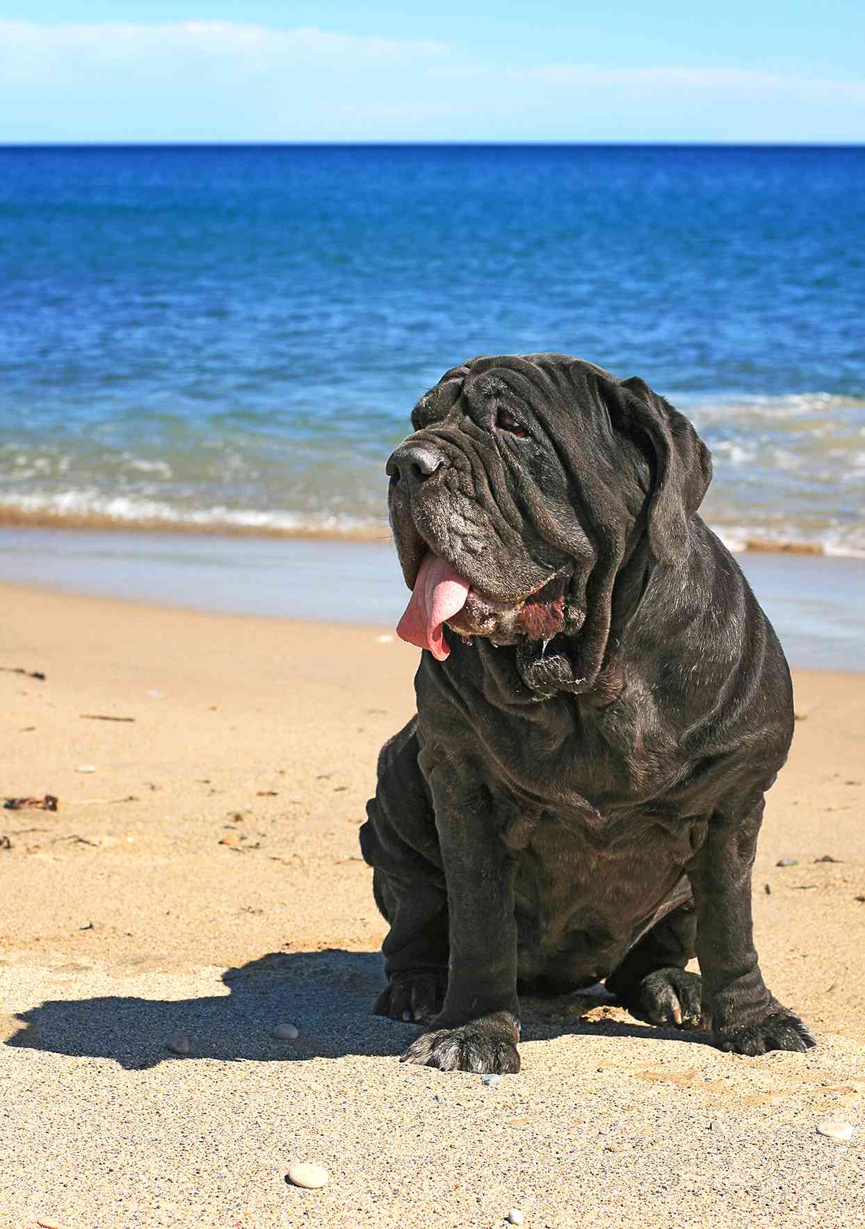 Adult black mastiff sits happily on beach