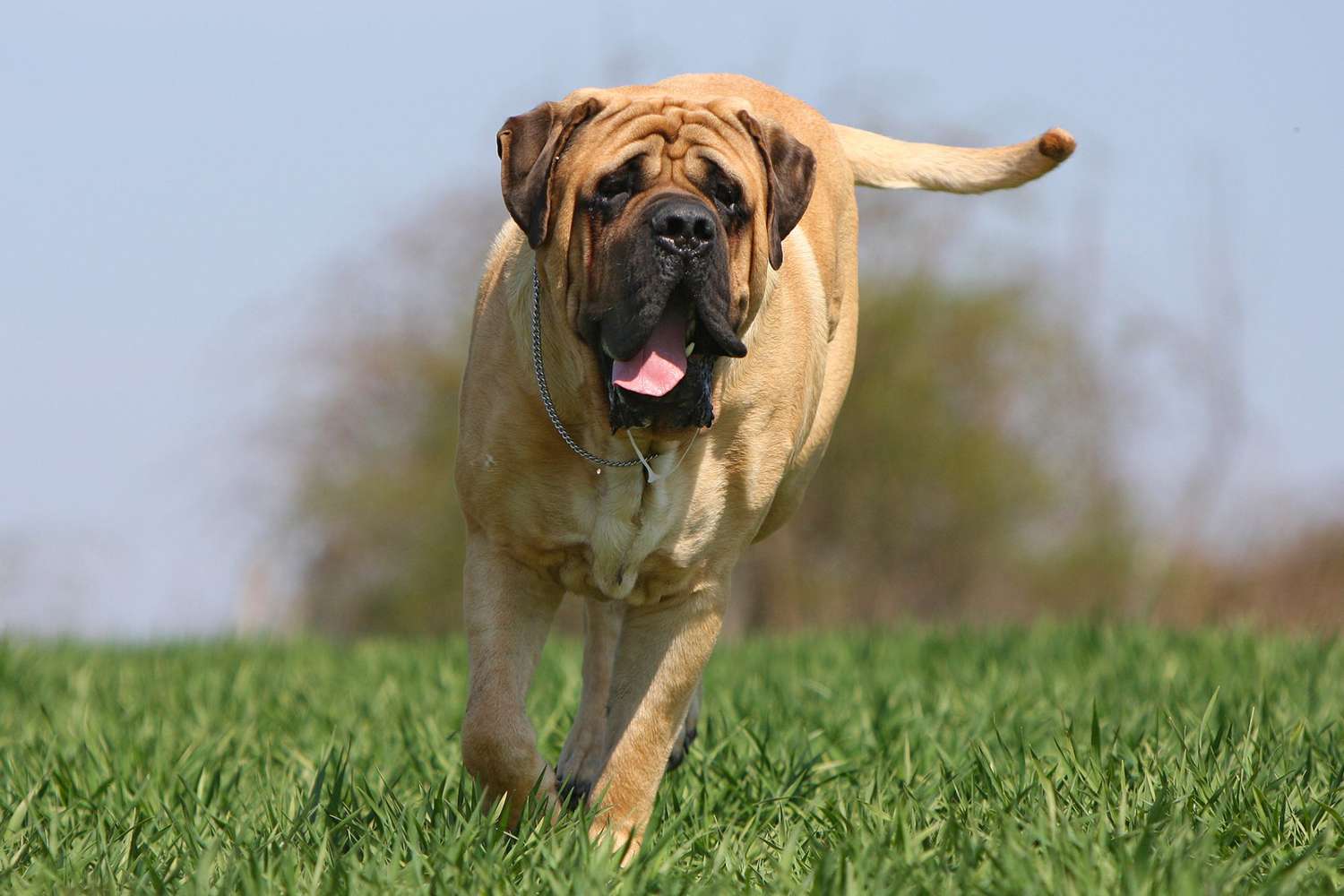 Adult mastiff dog trots through grass