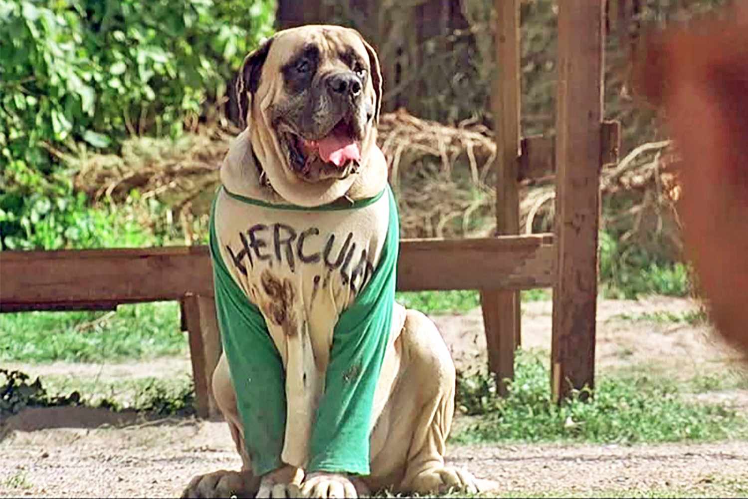 Tan mastiff sitting while wearing a green baseball tee that says "Hercules"