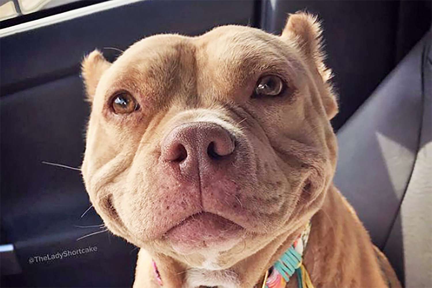 Grinning Pit Bull Named 'Lady Shortcake Gains Following After Adoption |  Daily Paws