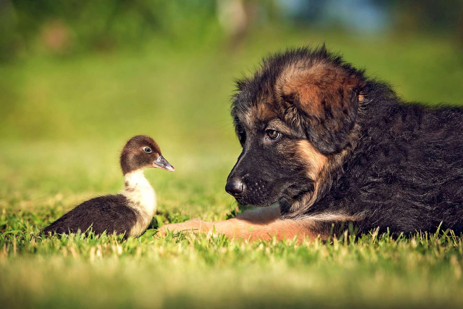 duckling with German shepherd puppy