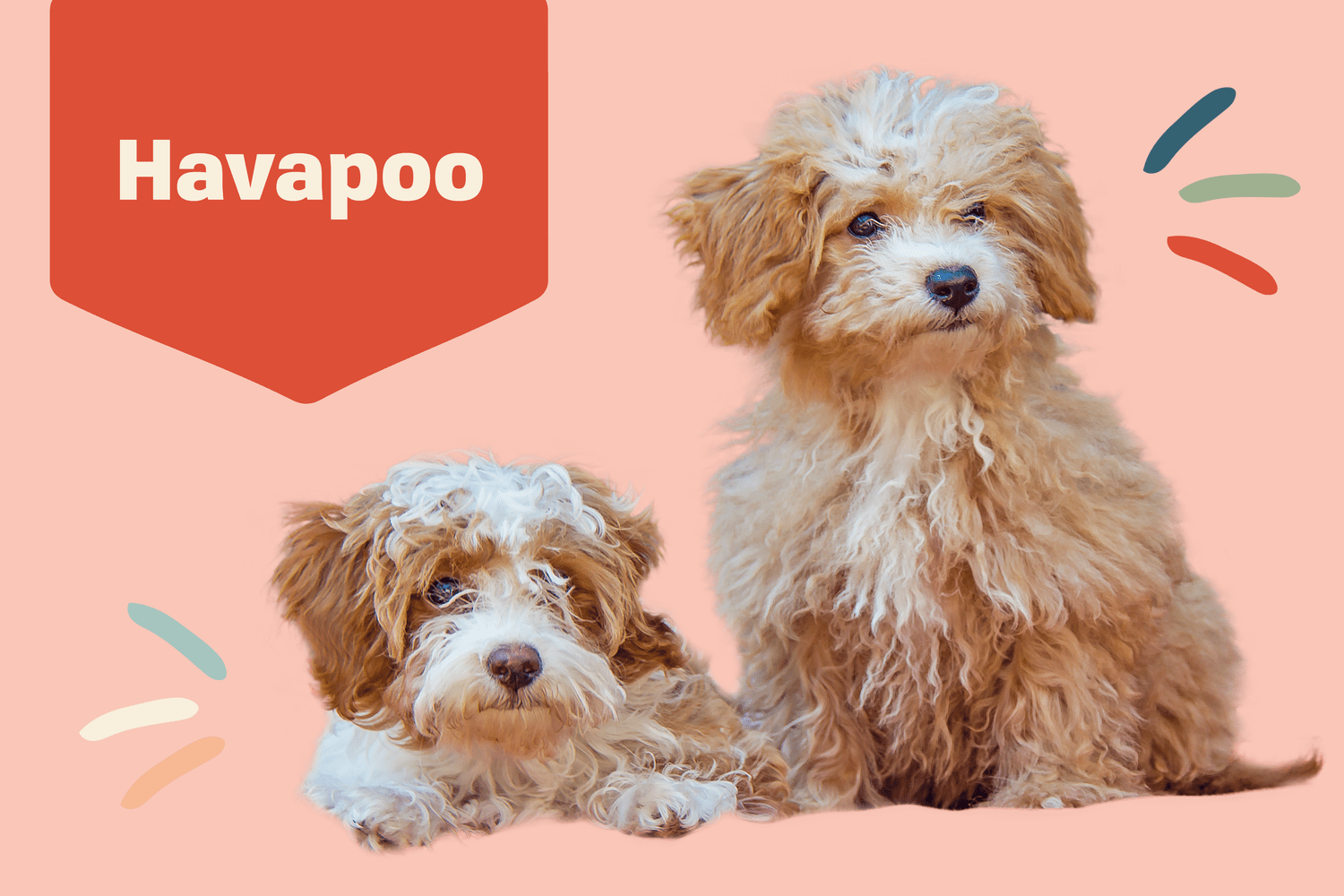 Profile treatment of havapoo puppies