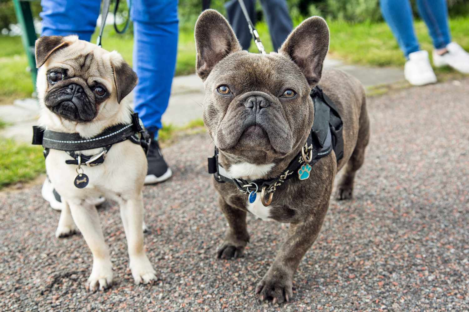 Pug and french bulldog go on a walk together