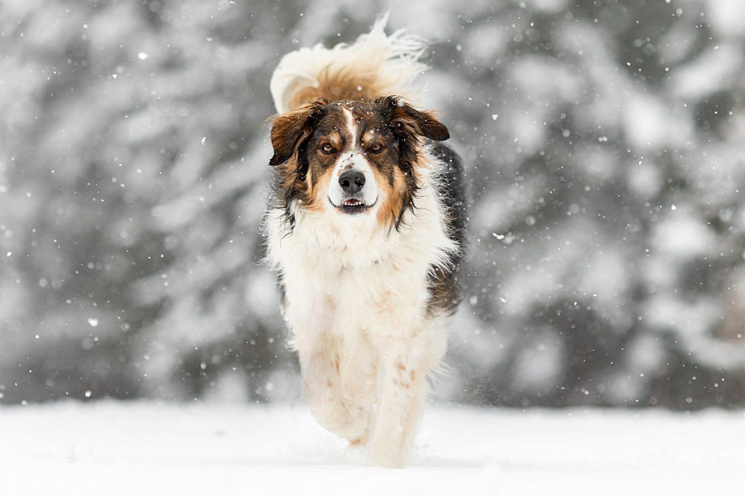 English shepherd runs through snow