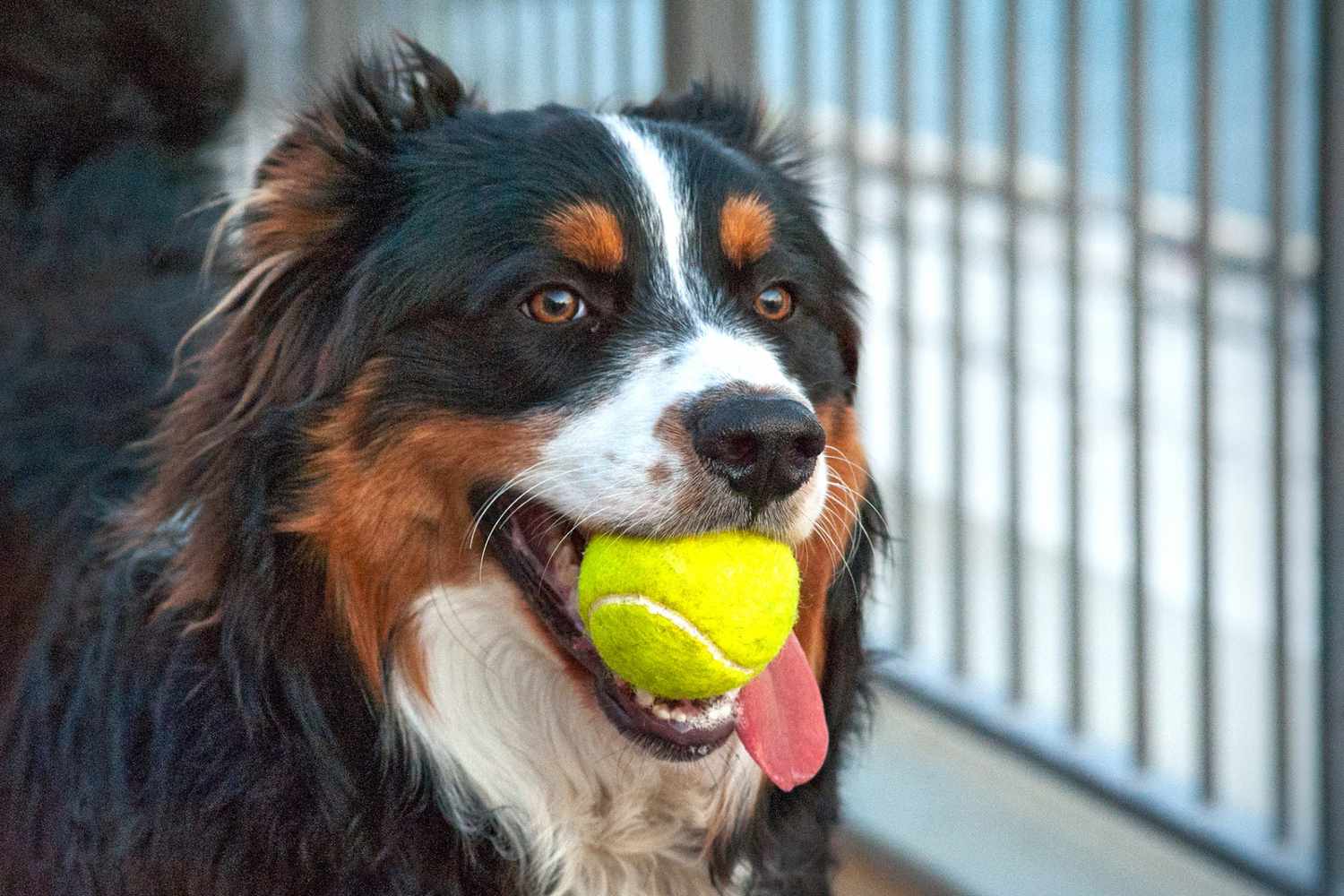 English shepherd plays with tennis ball