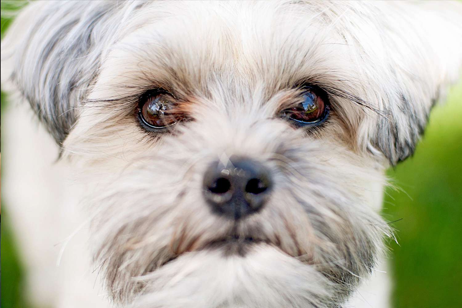 Close up of white morkie with grass background