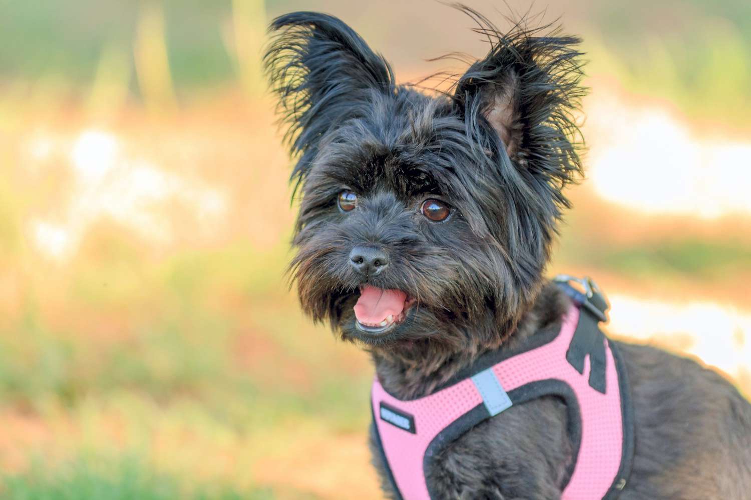 Black morkie with perky ears wearing pink harness