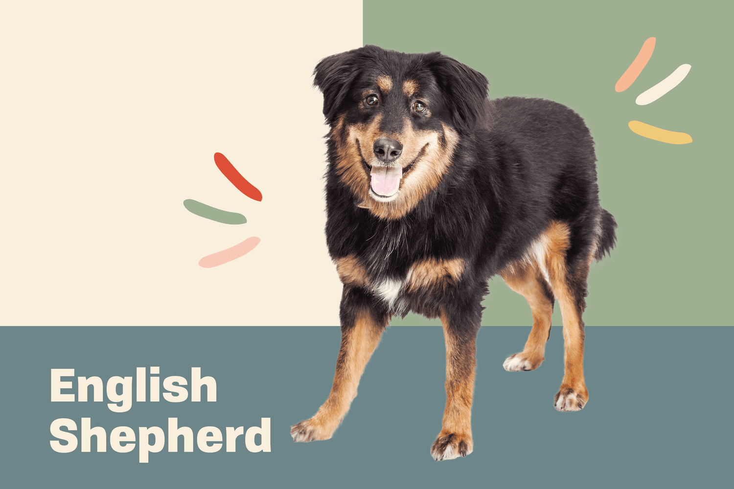 English Shepherd dog standing