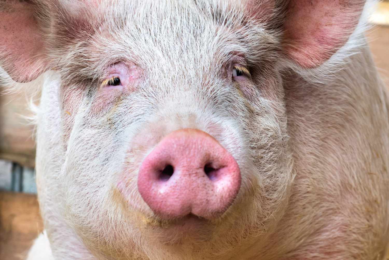 pink pig nose