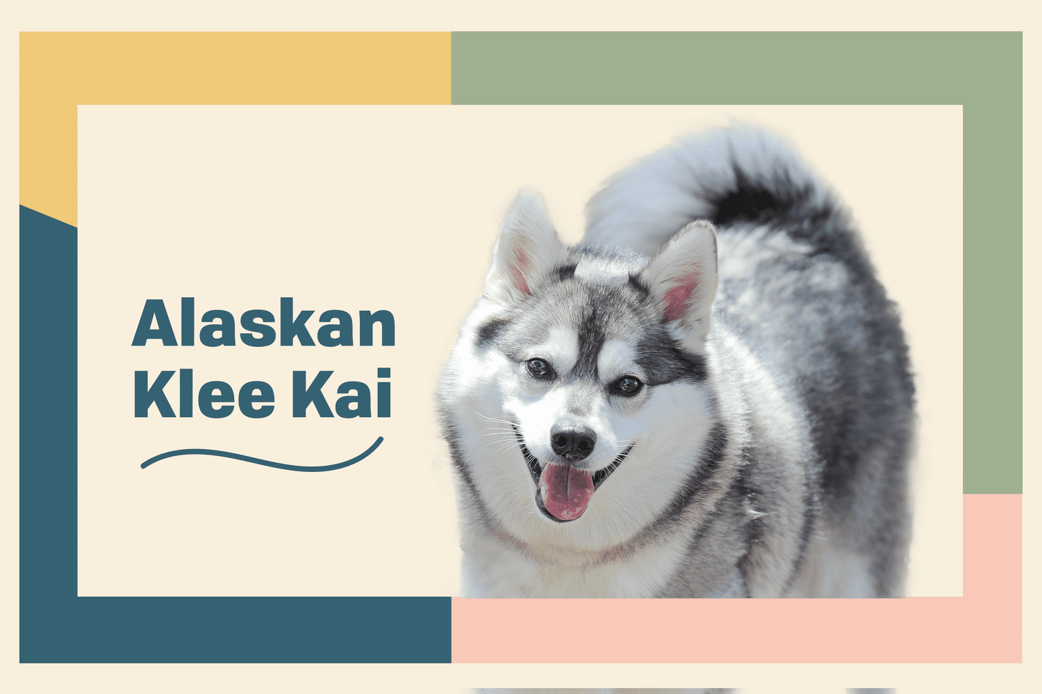 Profile treatment of black and grey Alaskan Klee Kai