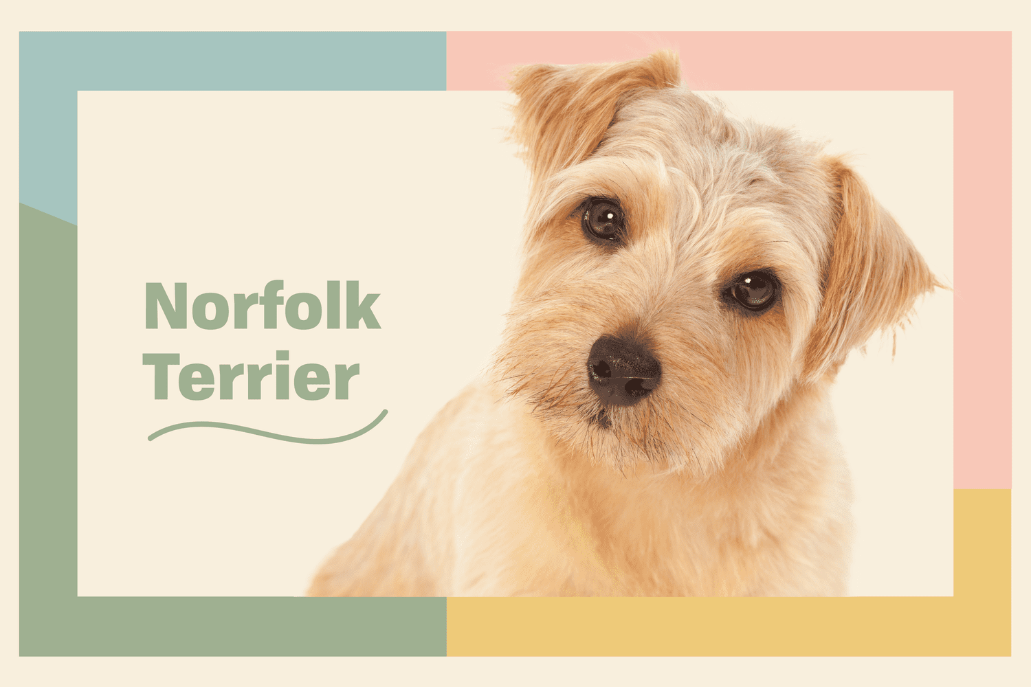 Profile treatment of blonde Norfolk terrier