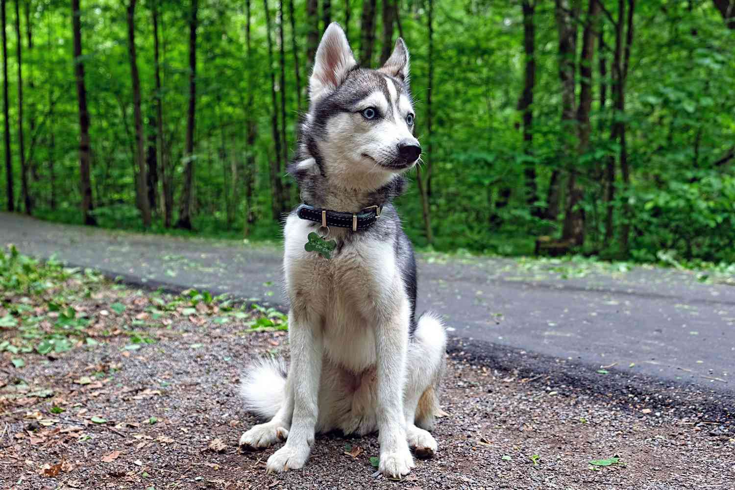 Skinny Alaskan Klee Kai sits beside forest road