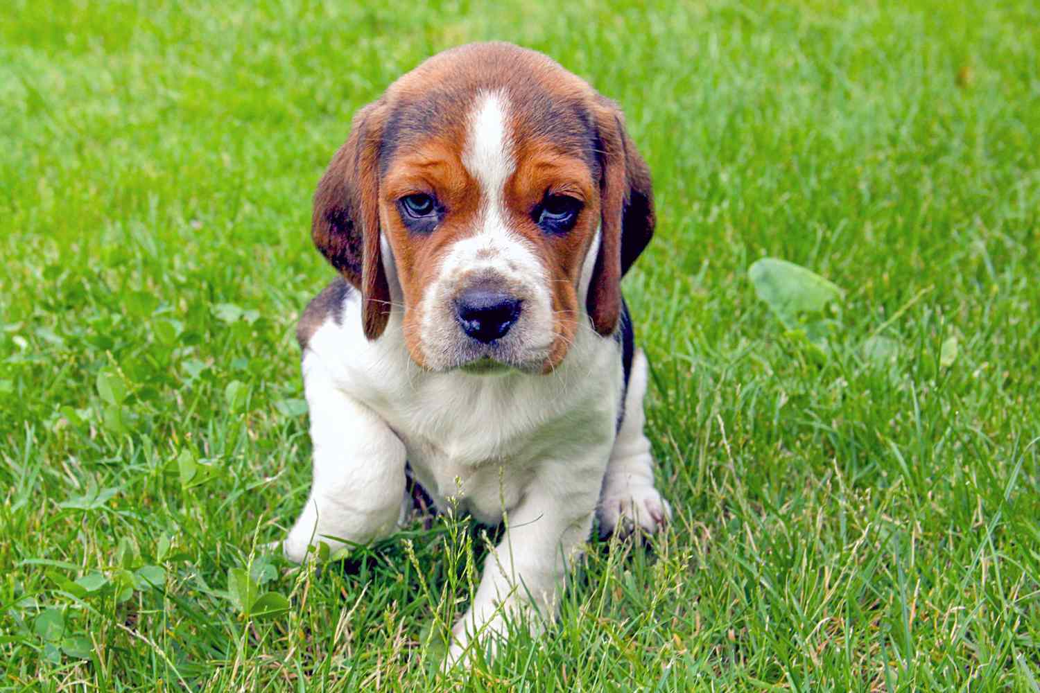Beagle puppy sits in green grass