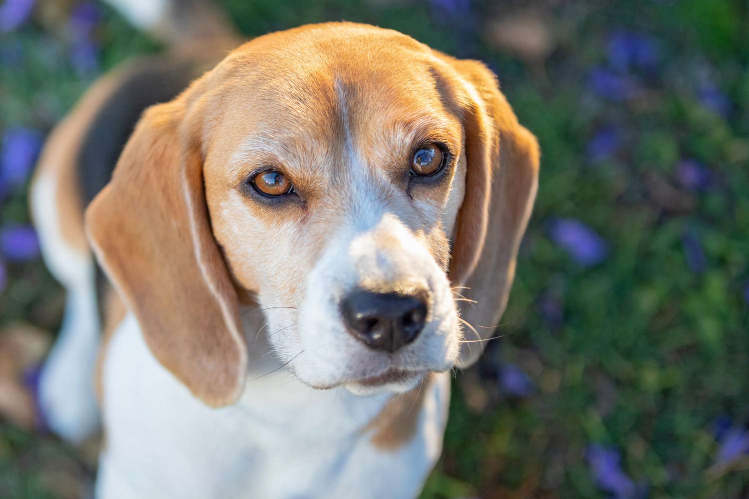 Beagle puppy poses for camera with purple flowers in blurred background