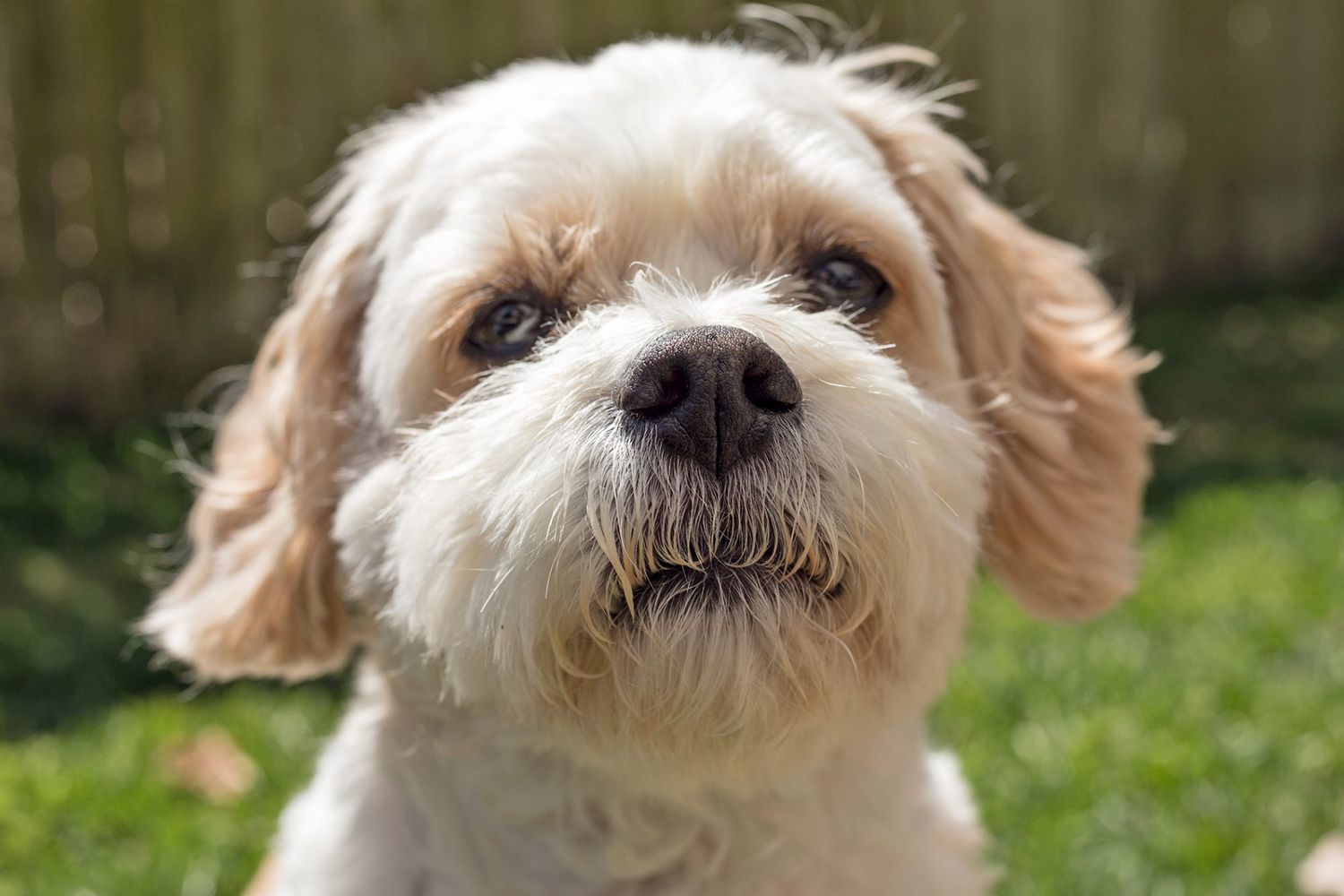Close-up portrait of blond cavachon dog