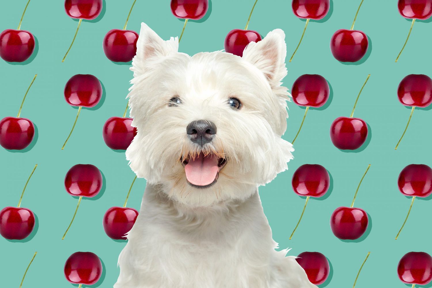 Illustration of white terrier in front of cherry background