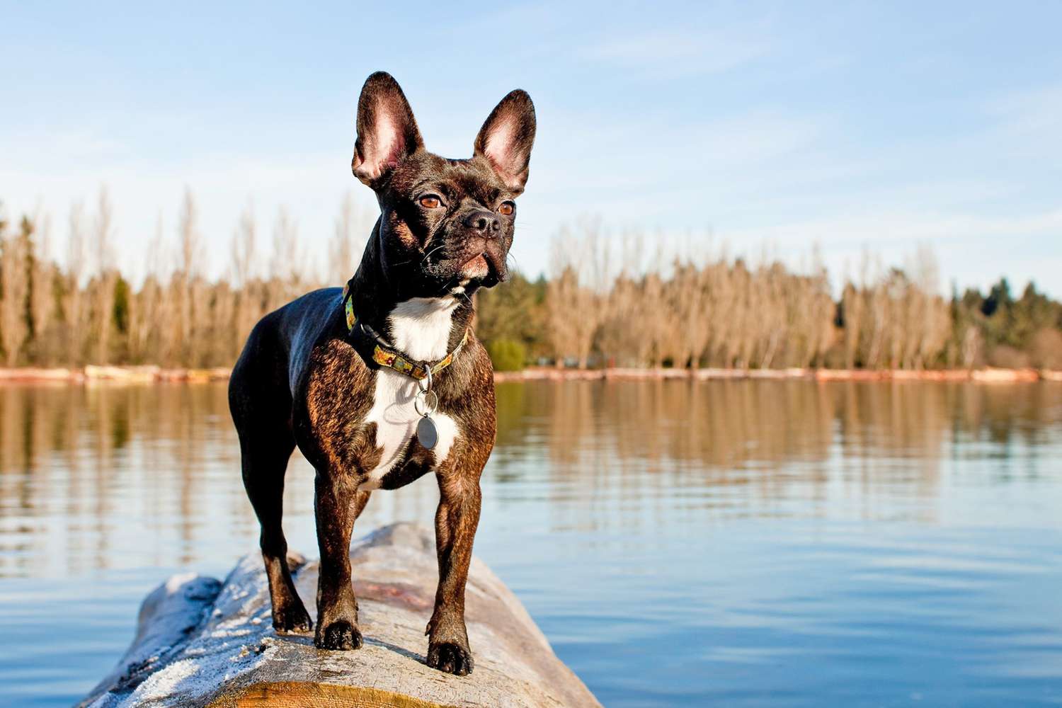 Brown Frenchton dog stands on log in lake during golden hour