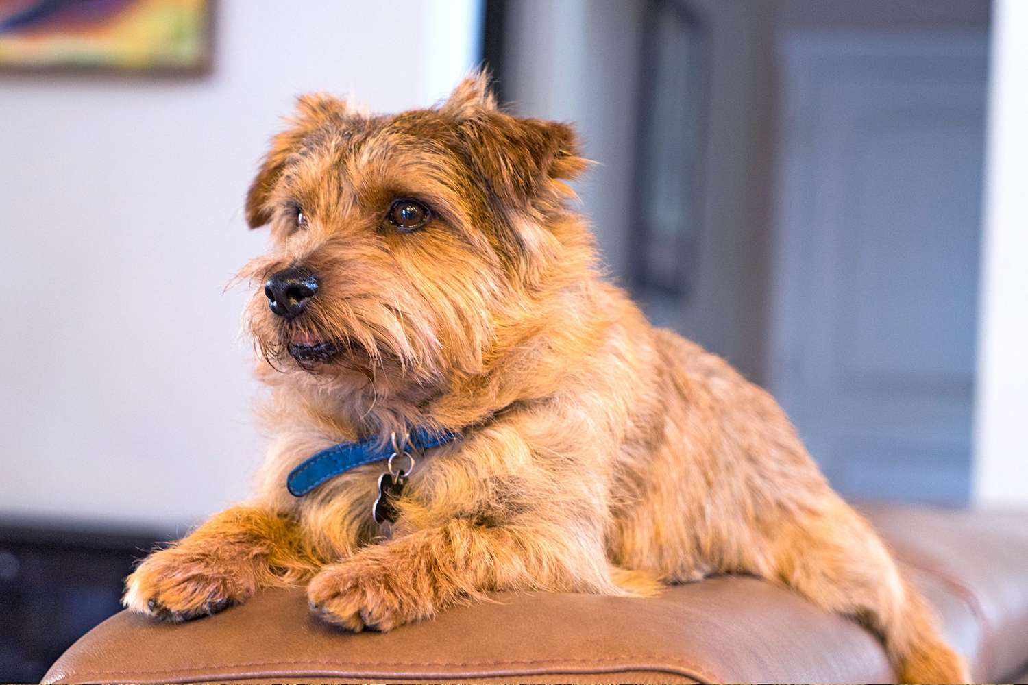 Blonde brindle norfolk terrier lays on tan leather couch indoors