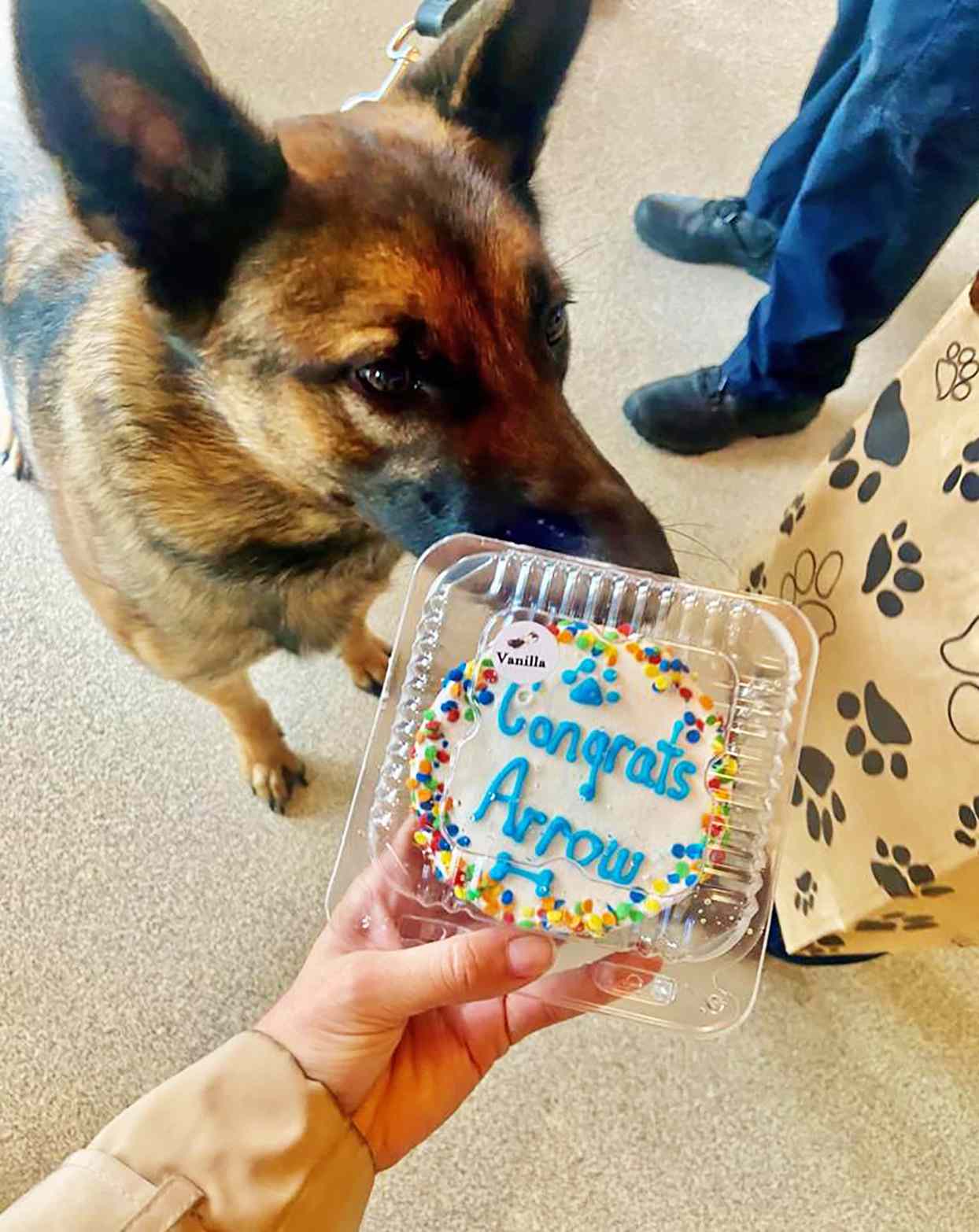 Arrow getting a Congratulations dog cookie