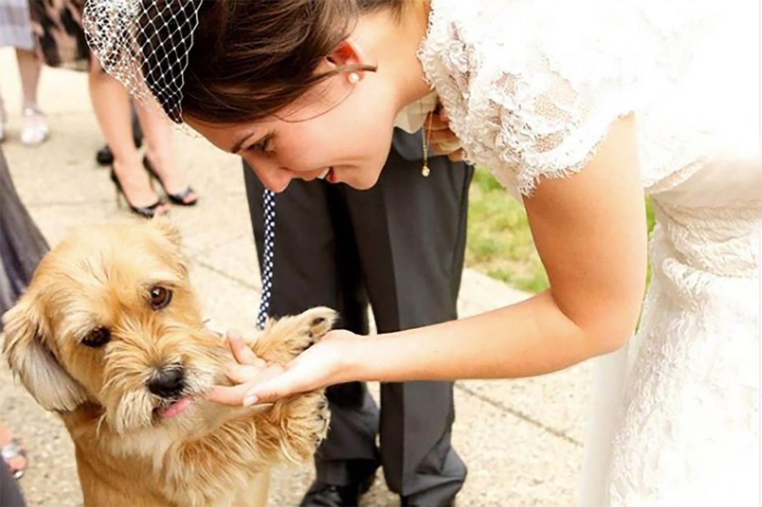 15 of the Cutest Pets in Weddings on Instagram | Daily Paws