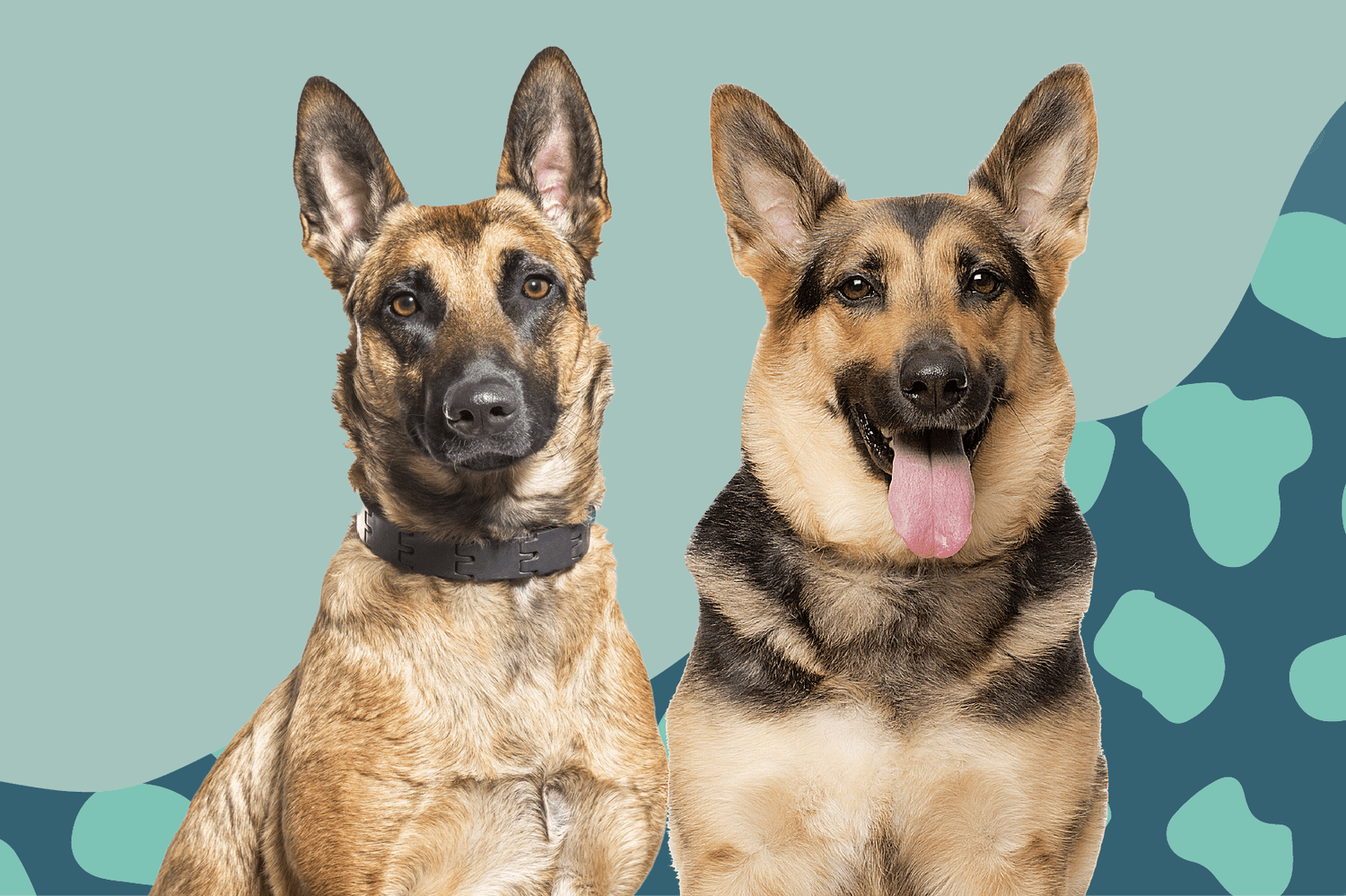 Differences Between the Belgian Malinois vs. German Shepherd Dog ...