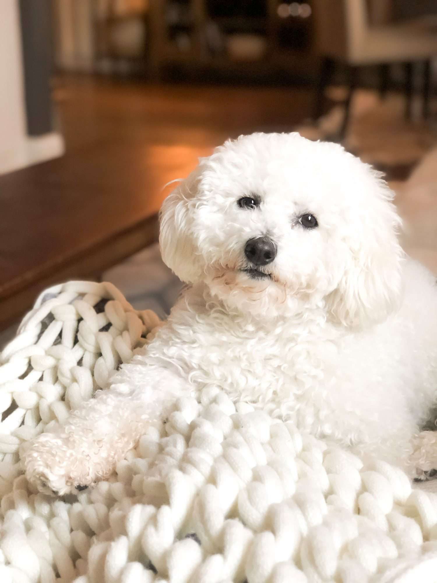 Finn lying on a white braided blanket