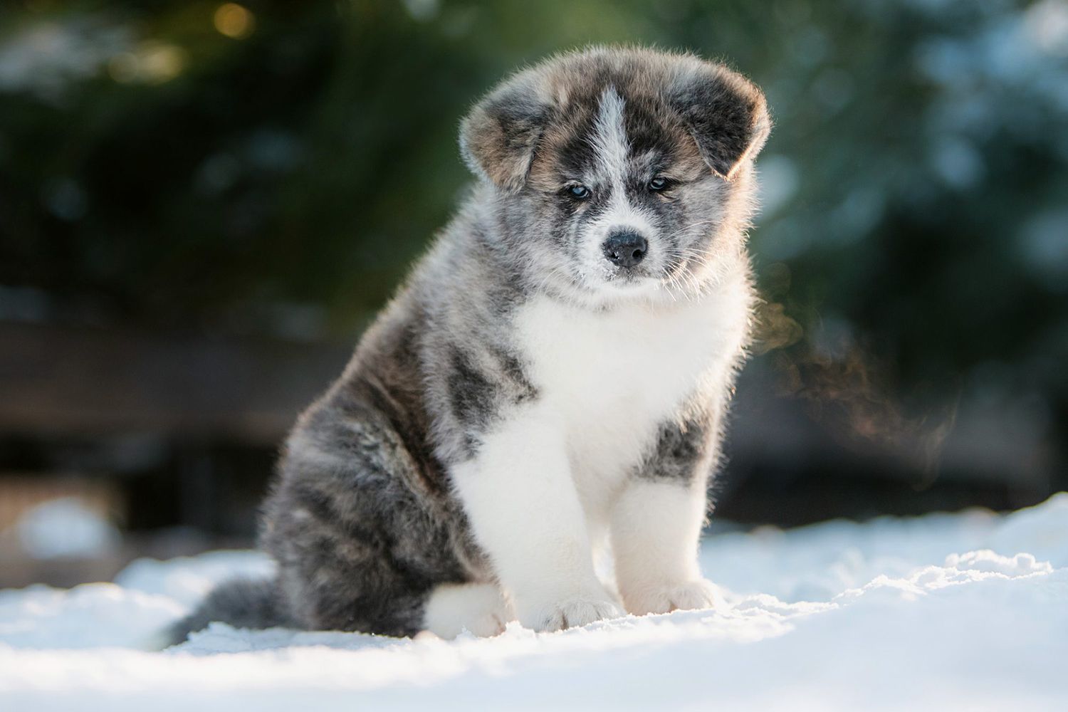 Akita puppy sitting in snow