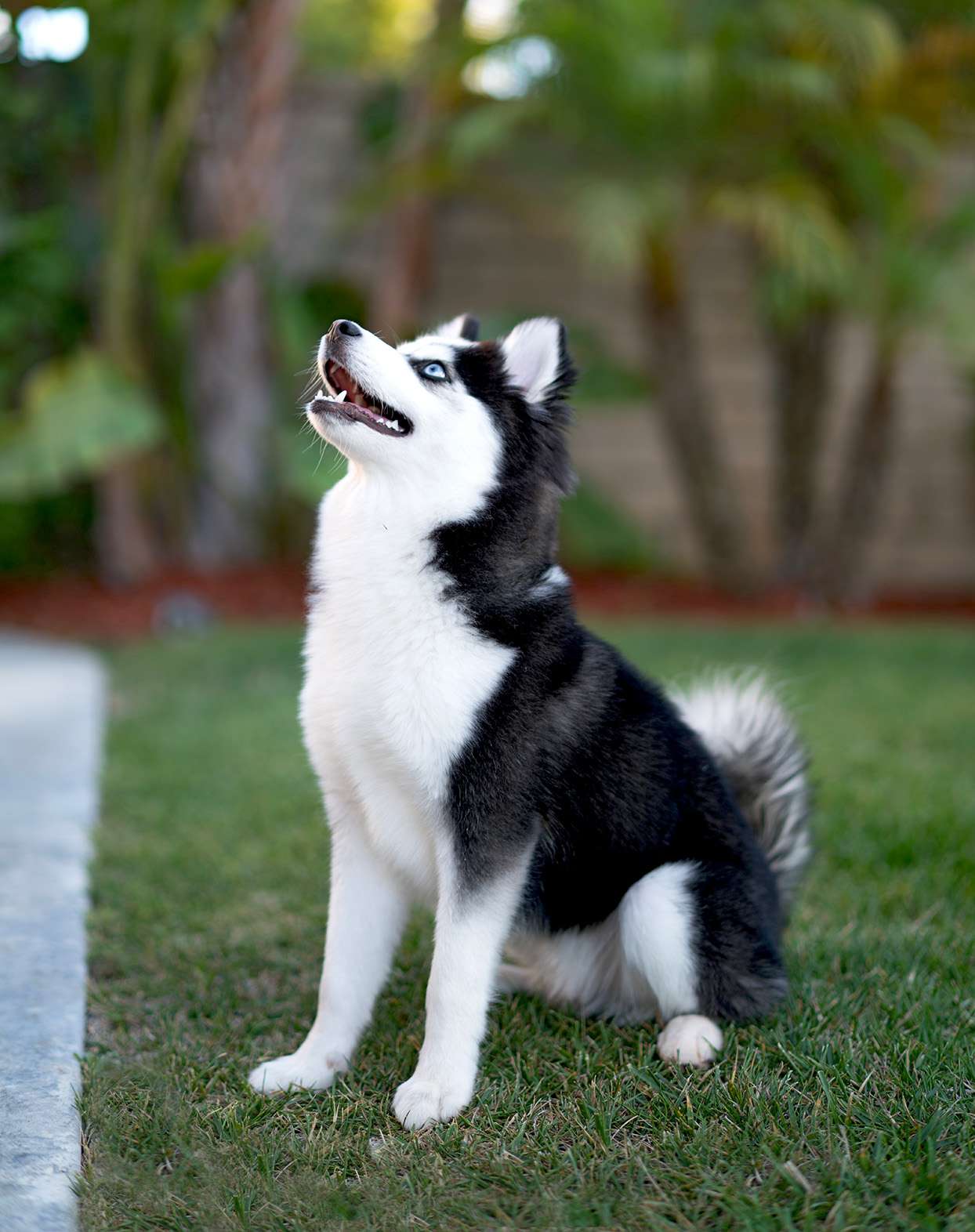 Black and white Pomsky sitting in the grass