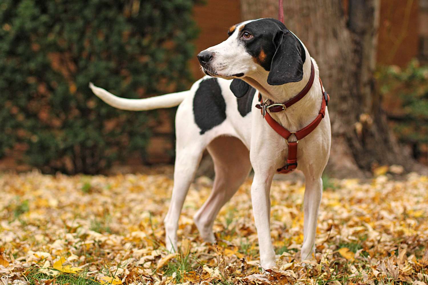 Treeing Walker Coonhound standing in autumn leaves