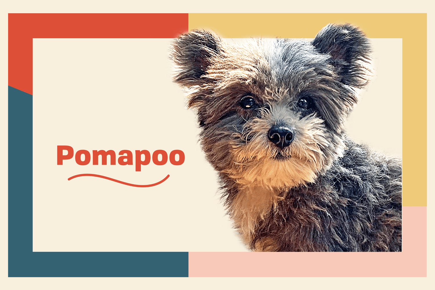 Pomapoo on breed profile treatment