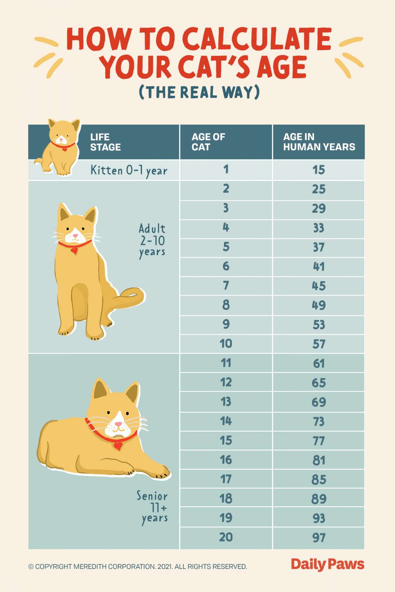 Chart showing different cat ages with coinciding human years equivalent