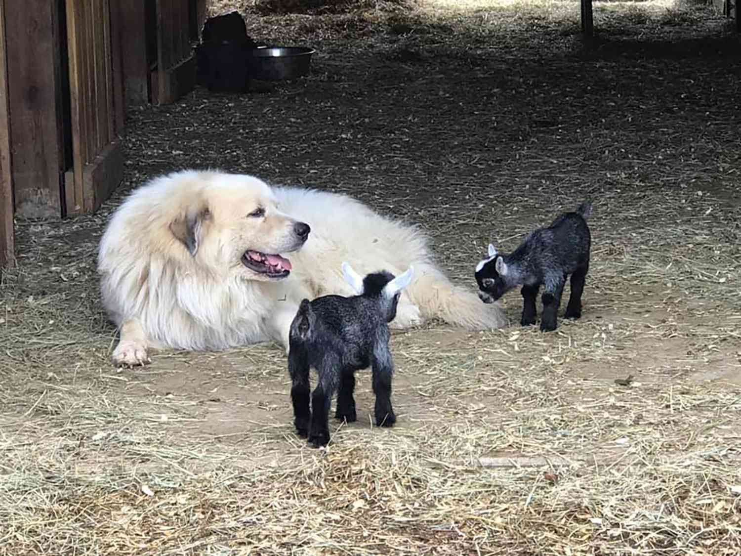 Great Pyrenees with two black baby goats
