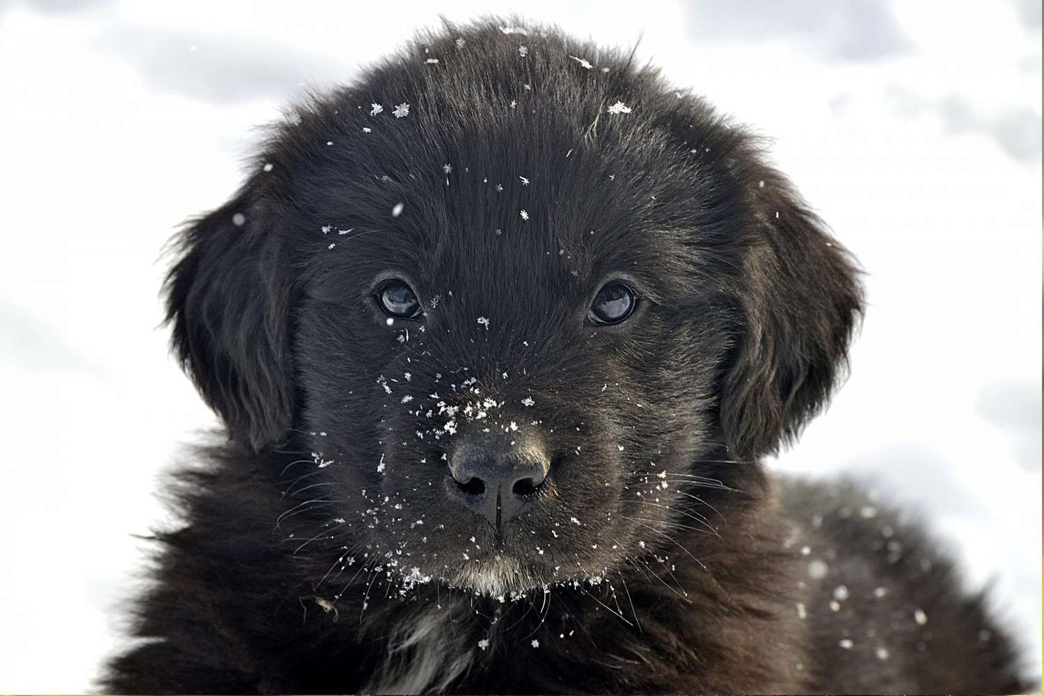 black newfoundland puppy in snow