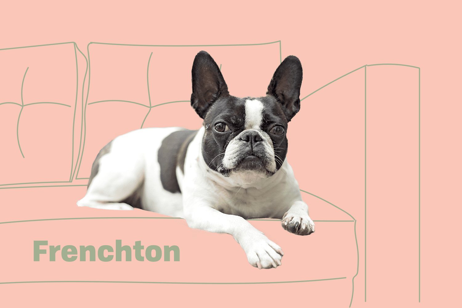 Frenchton on breed profile treatment