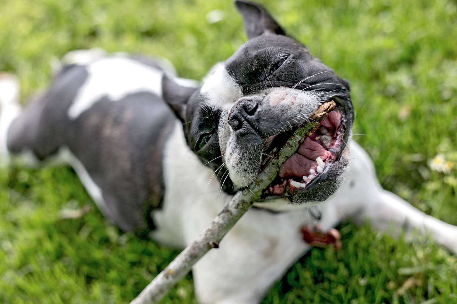 frenchton in grass holding a stick in its mouth
