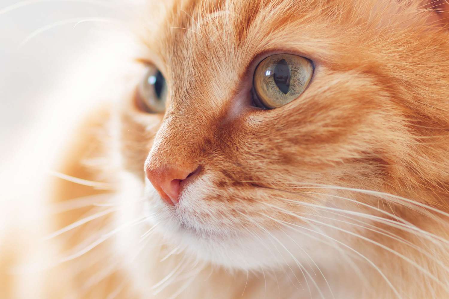 ginger tabby cat closeup portrait looking left