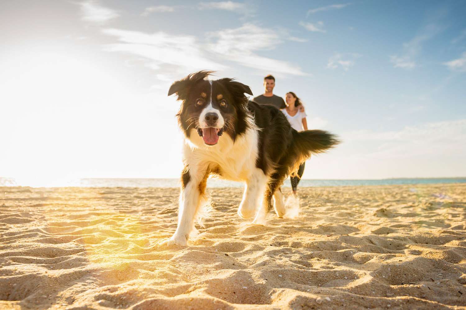 dog running on sunny beach near couple