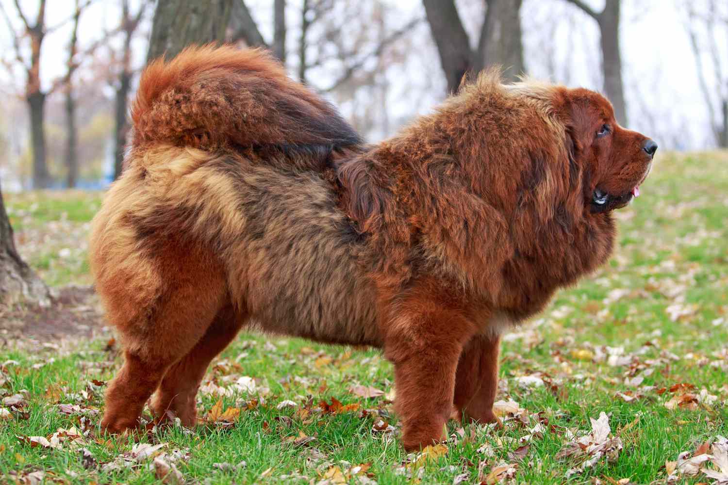 red tibetan mastiff profile facing right
